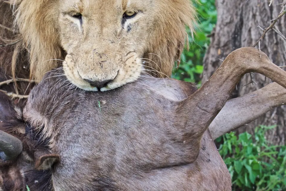 S.Serengeti-L2469.jpg