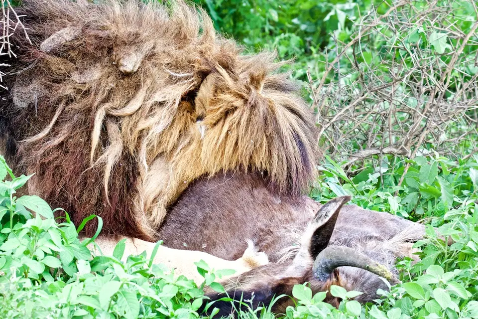 S.Serengeti-L2471.jpg