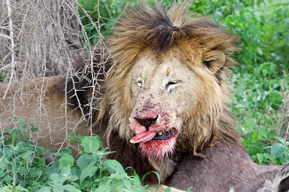S.Serengeti-L2473.jpg