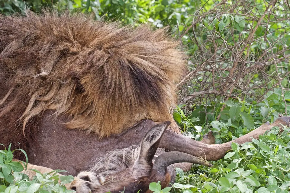 S.Serengeti-L2474.jpg