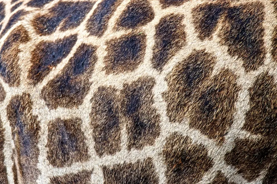 S.Serengeti446.jpg