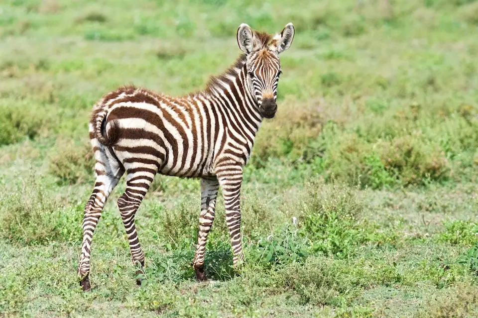 S.Serengeti450.jpg