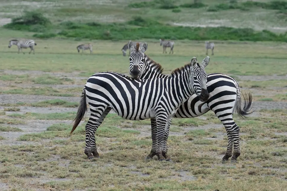 S.Serengeti462.jpg