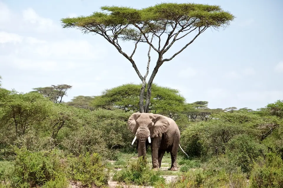 S.Serengeti467.jpg