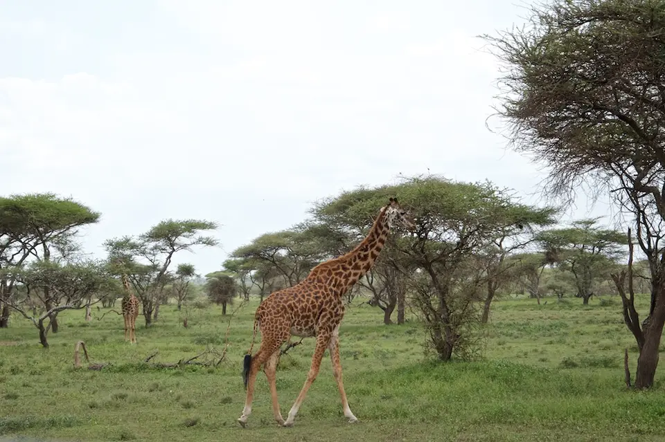 S.Serengeti470.jpg