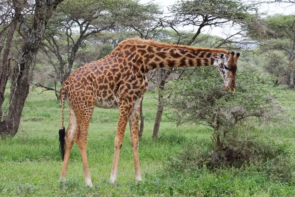 S.Serengeti471.jpg