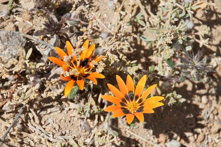 SA16_65.jpg