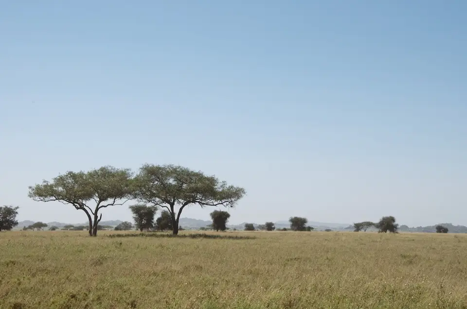 Serengeti542.jpg
