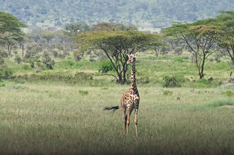 Serengeti547.jpg