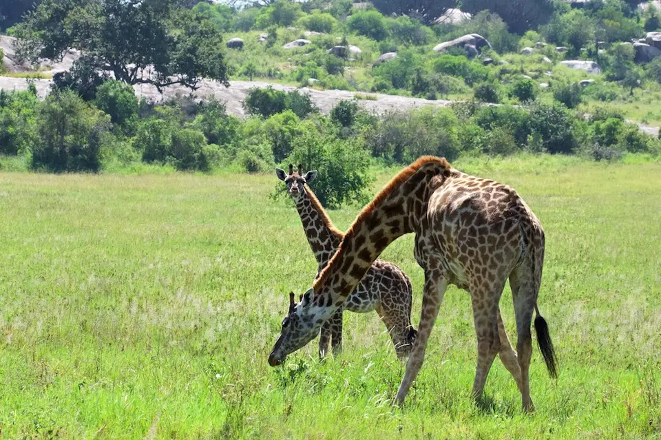 Serengeti548.jpg