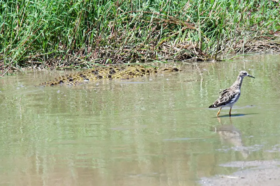 Serengeti559.jpg