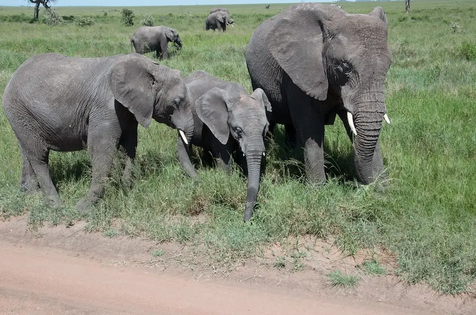 Serengeti565.jpg