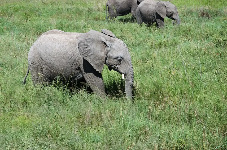 Serengeti567.jpg