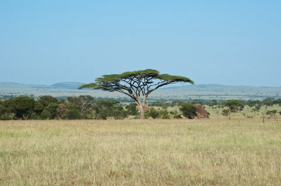 Serengeti591.jpg