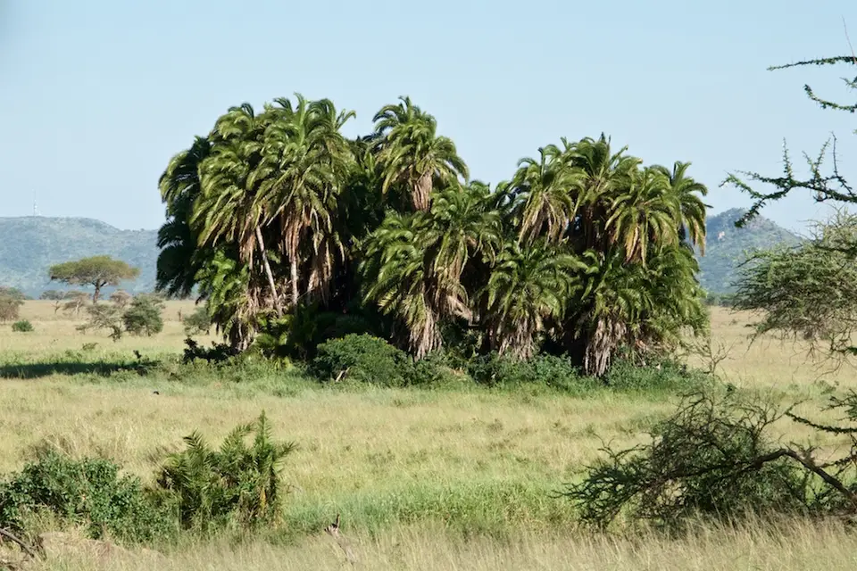 Serengeti592.jpg