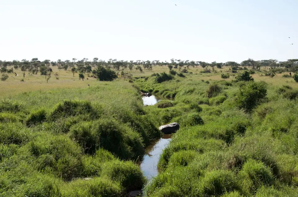 Serengeti594.jpg
