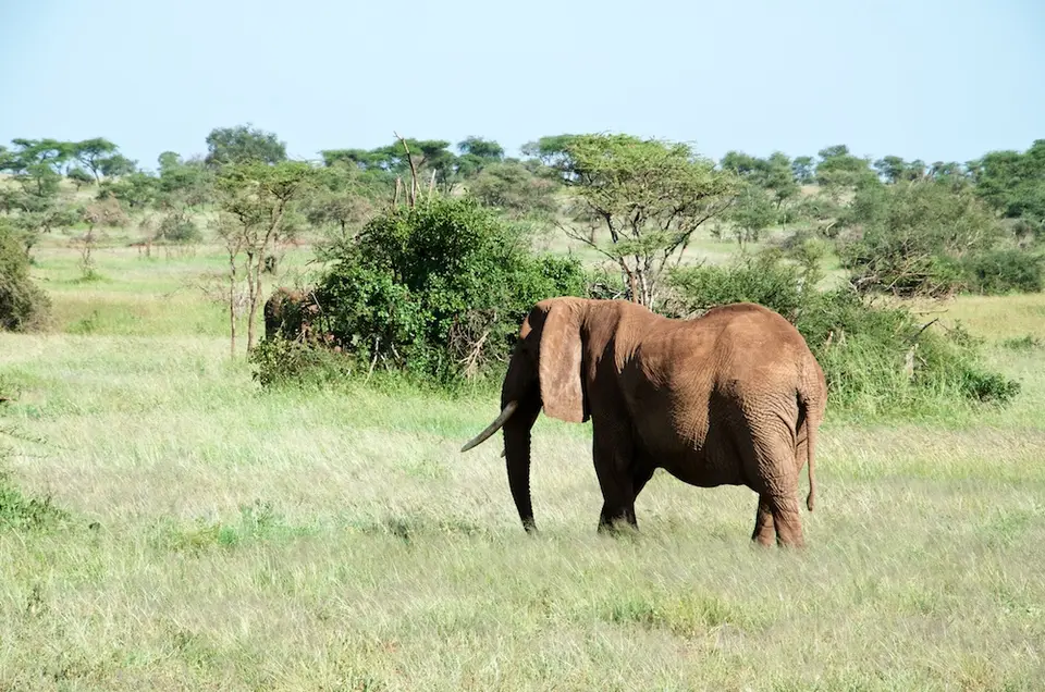 Serengeti595.jpg
