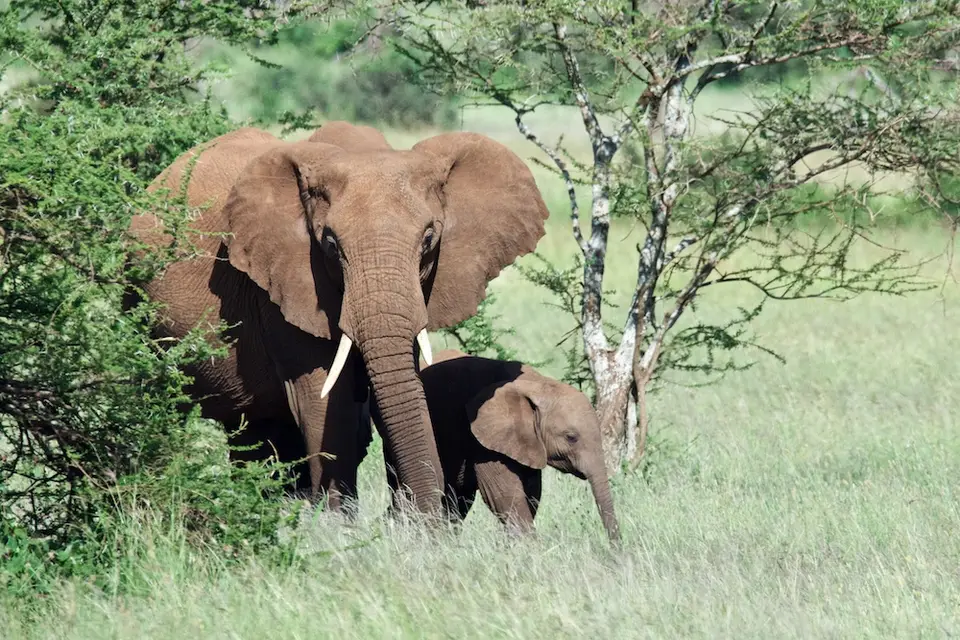 Serengeti596.jpg