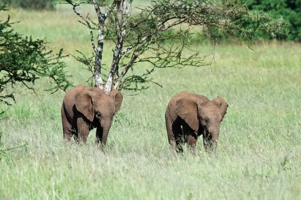 Serengeti597.jpg