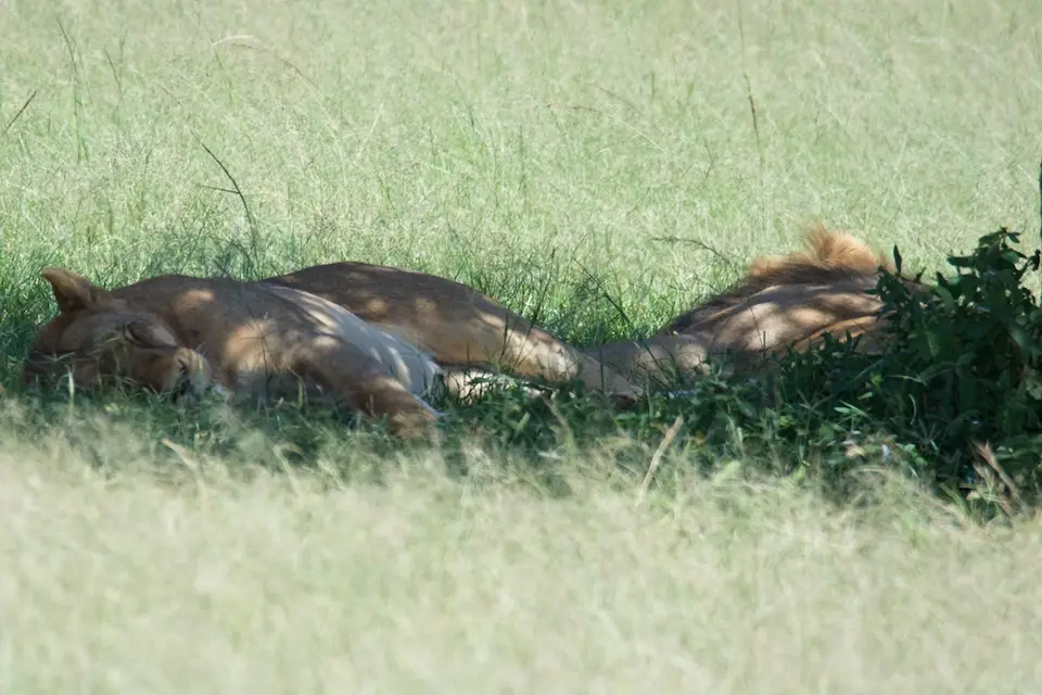 Serengeti614.jpg