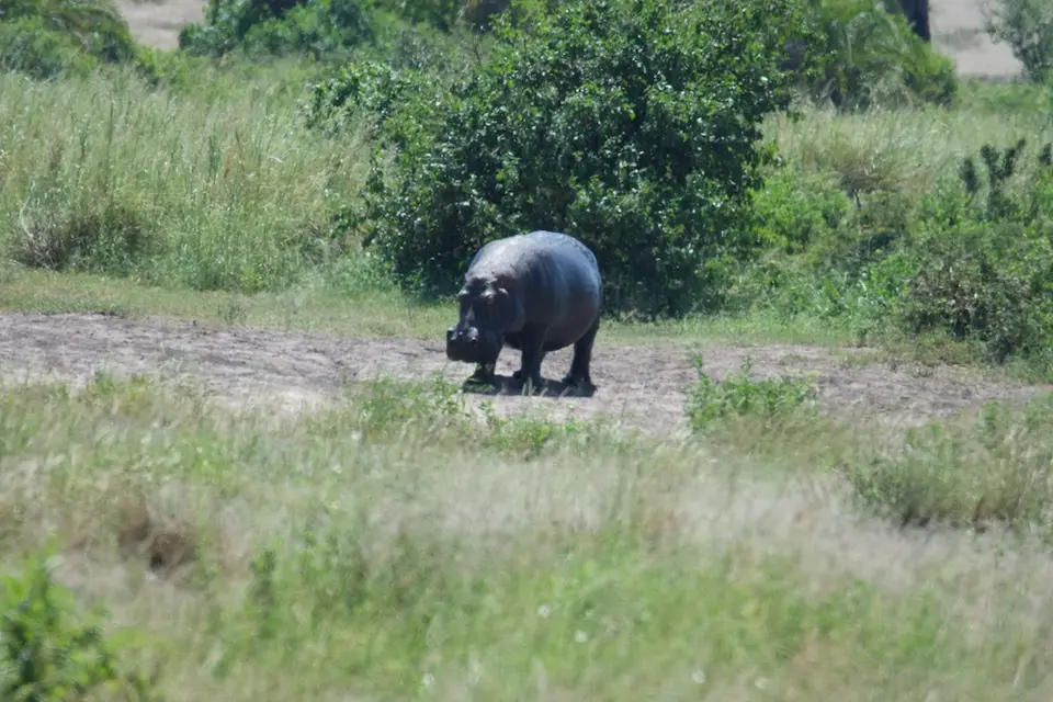 Serengeti615.jpg