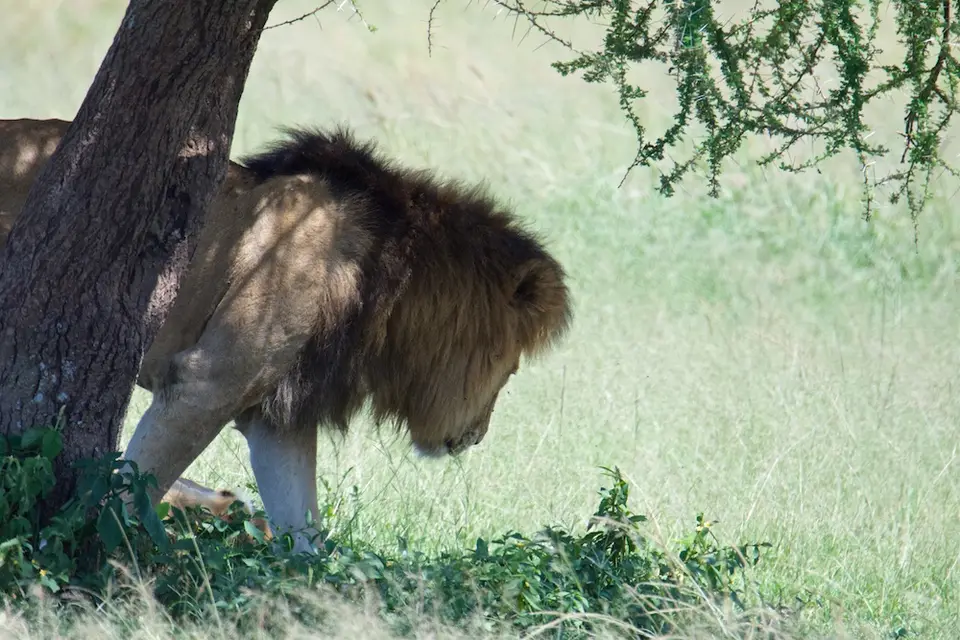 Serengeti618.jpg