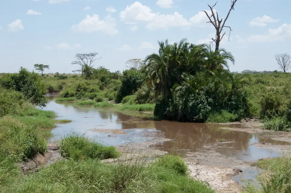 Serengeti620.jpg