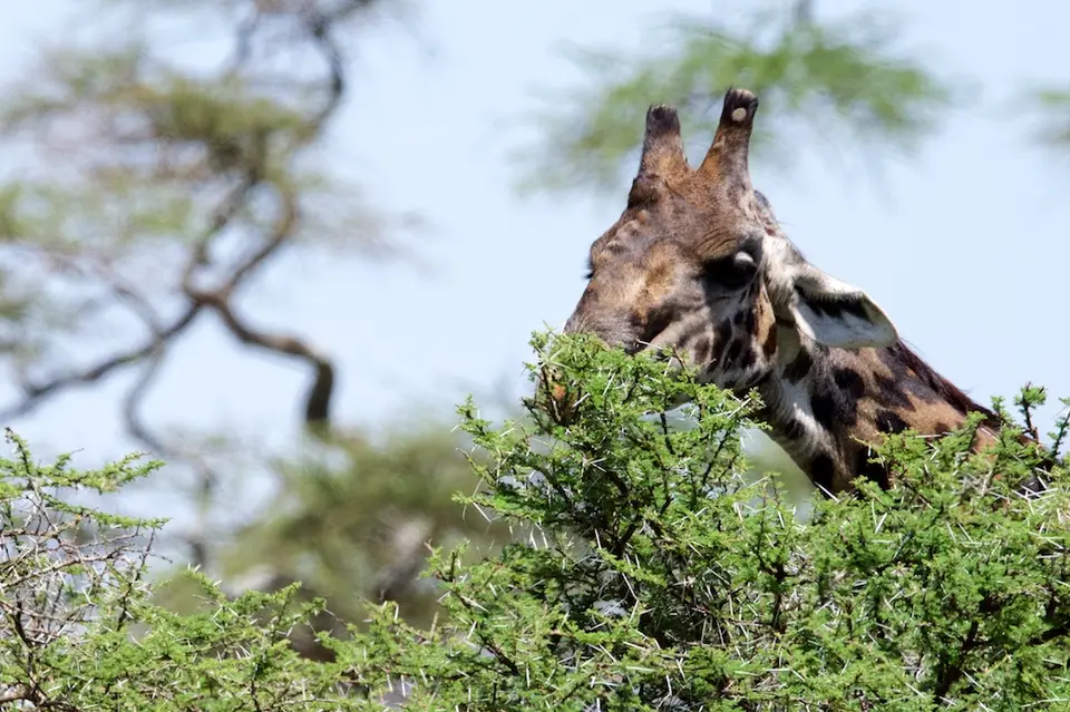 Serengeti621.jpg