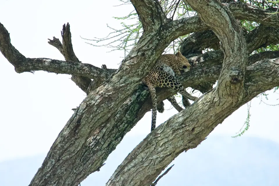 Serengeti633.jpg