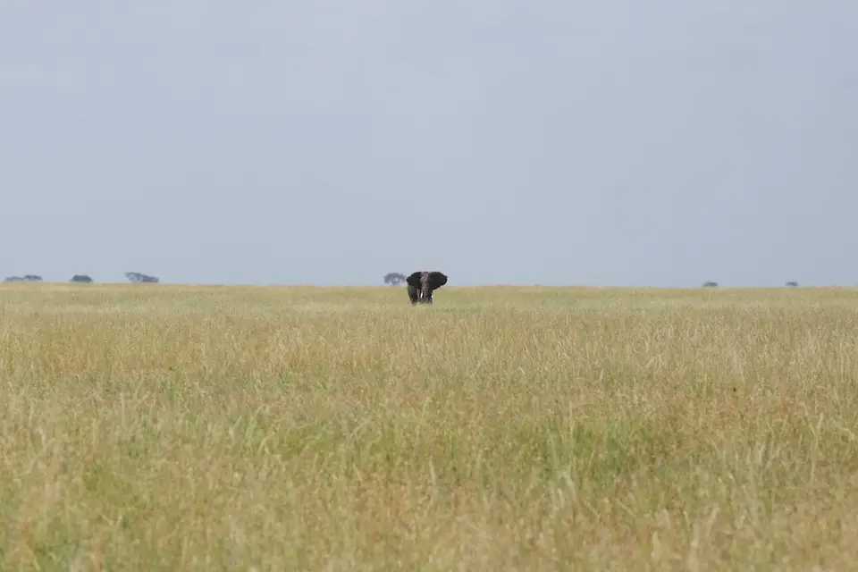 Serengeti634.jpg