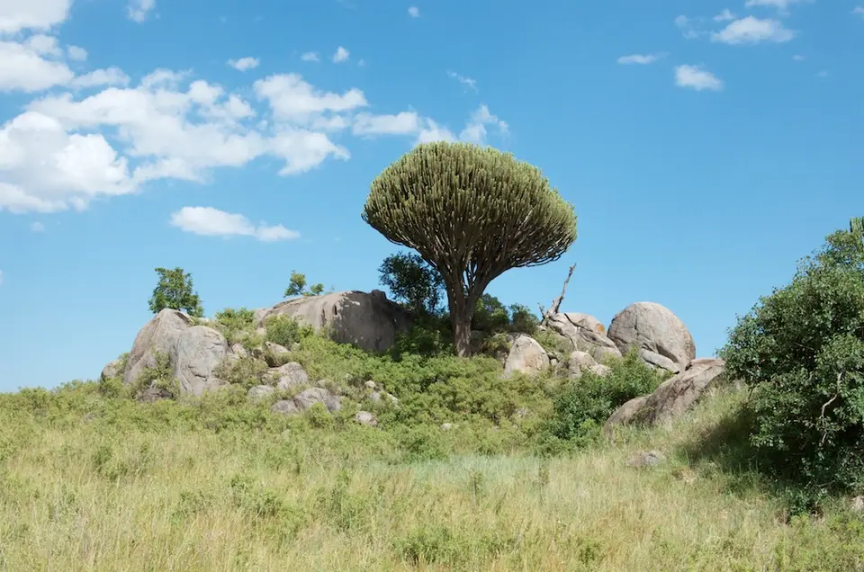 Serengeti637.jpg