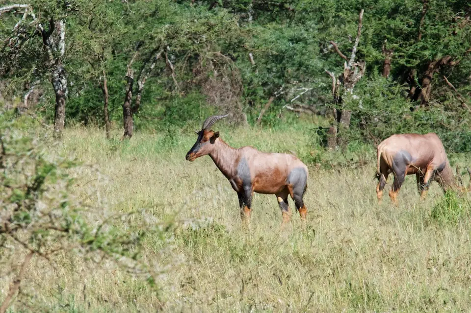 Serengeti644.jpg