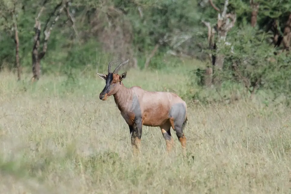 Serengeti645.jpg