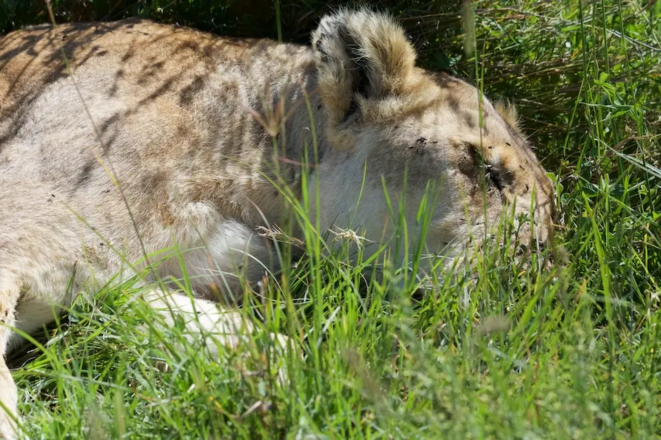 Serengeti648.jpg