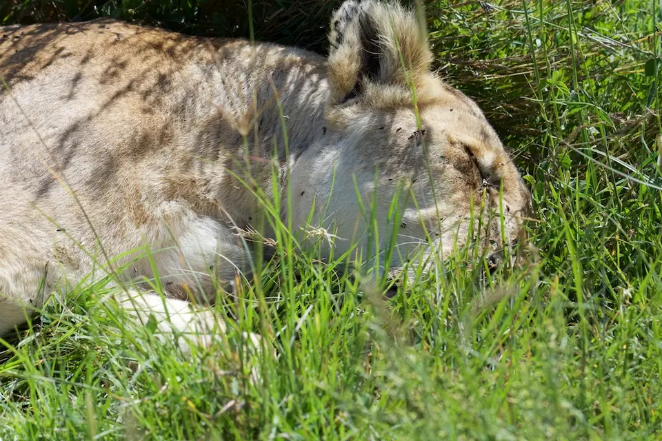 Serengeti649.jpg