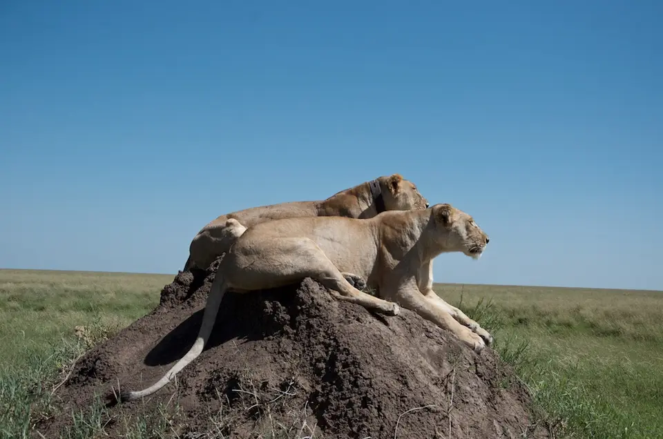 Serengeti652.jpg
