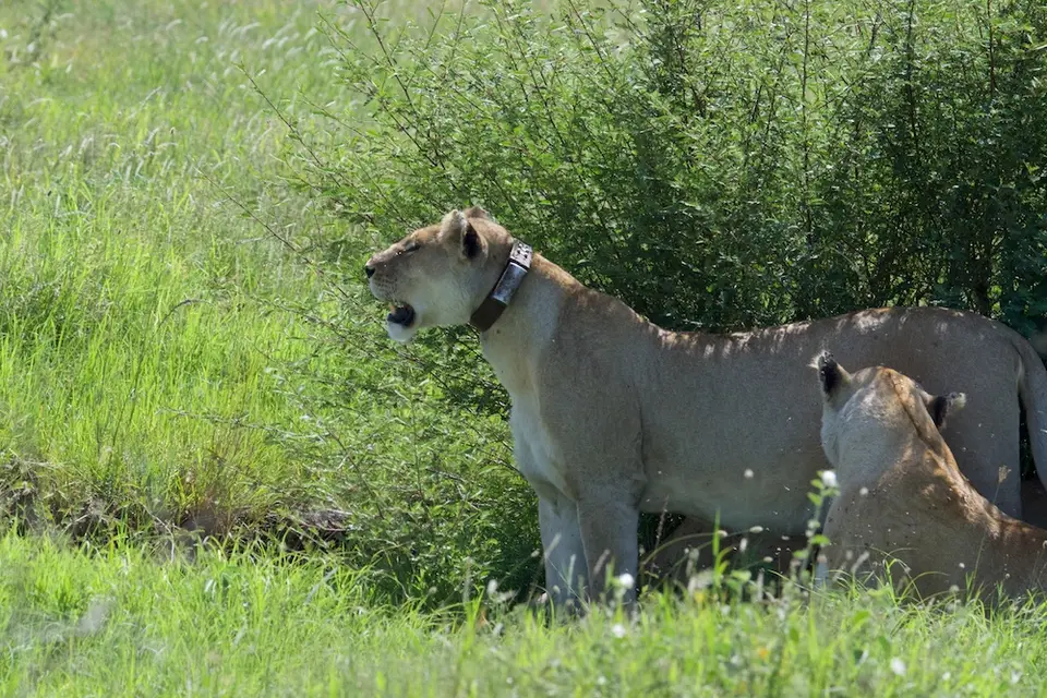 Serengeti654.jpg