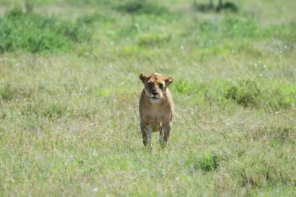 Serengeti656.jpg