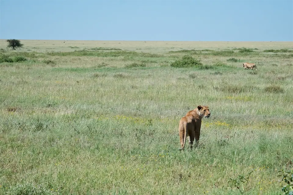 Serengeti668.jpg