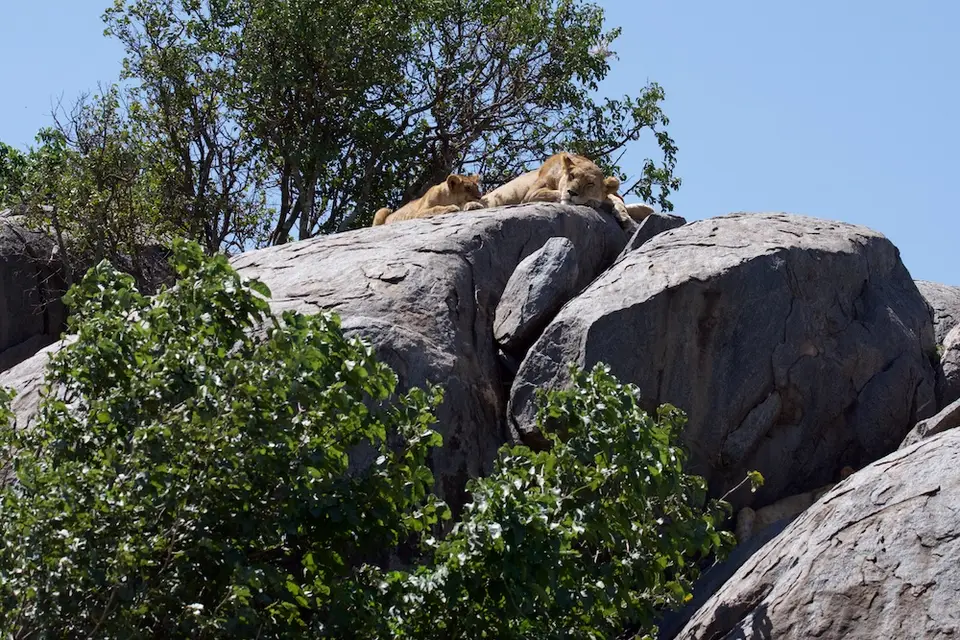 Serengeti673.jpg