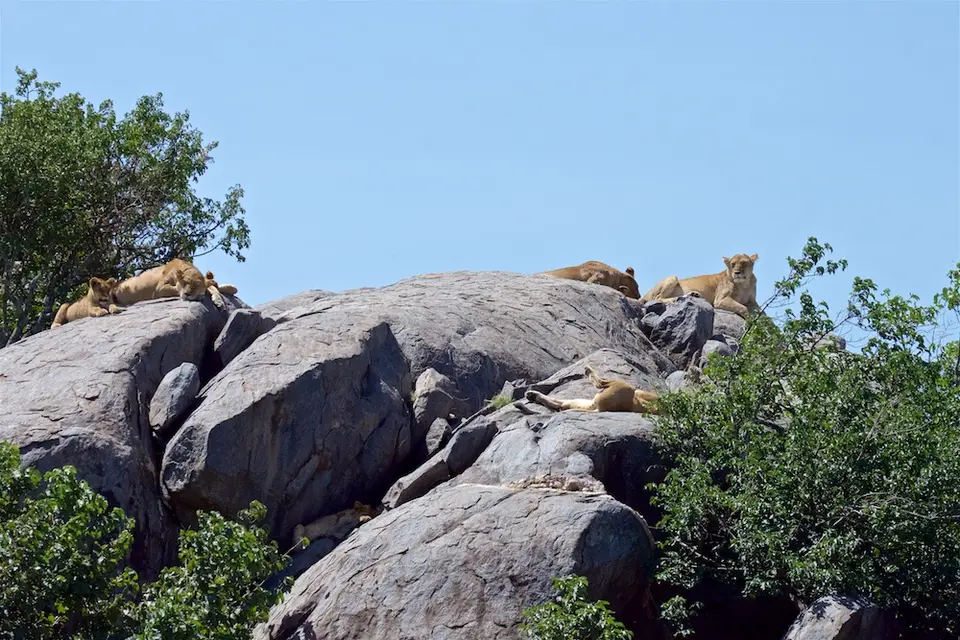 Serengeti676.jpg