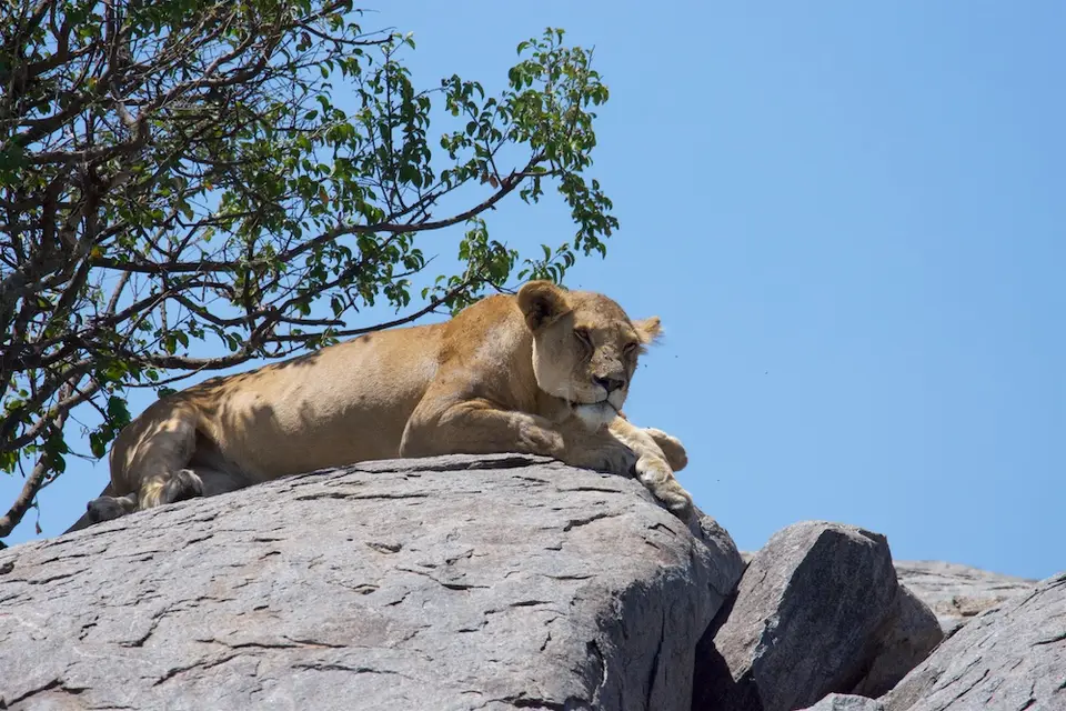Serengeti678.jpg
