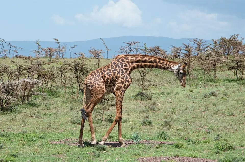 Serengeti692.jpg