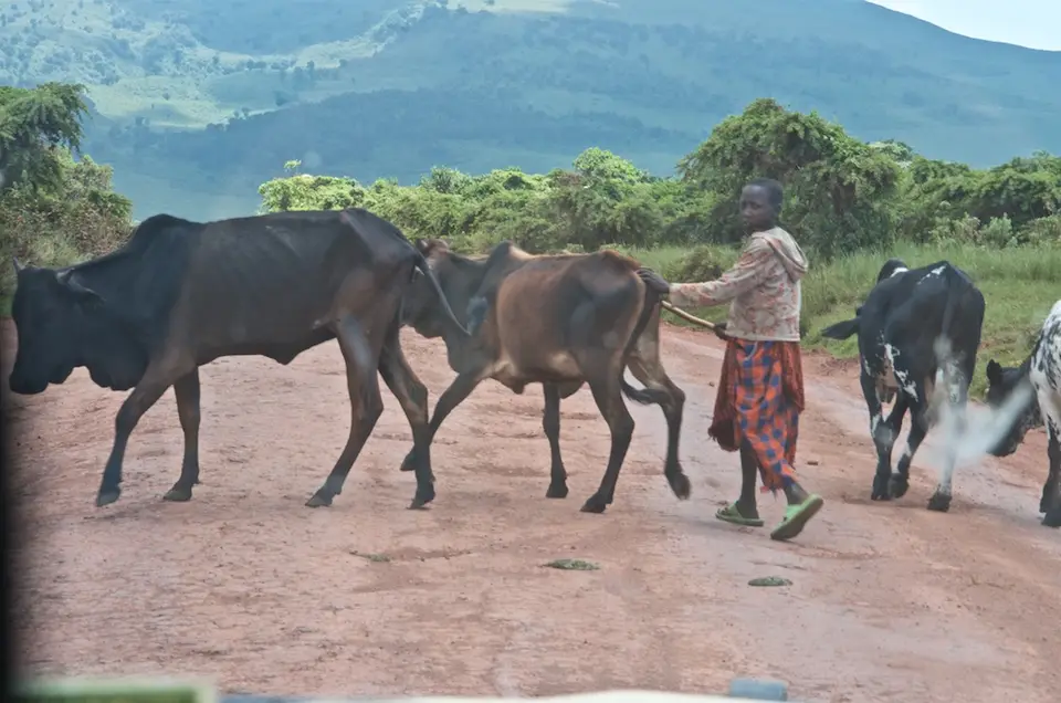 Serengeti694.jpg