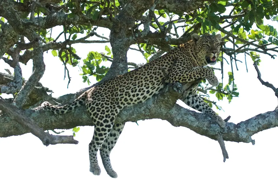 Serengeti_Leo578.jpg