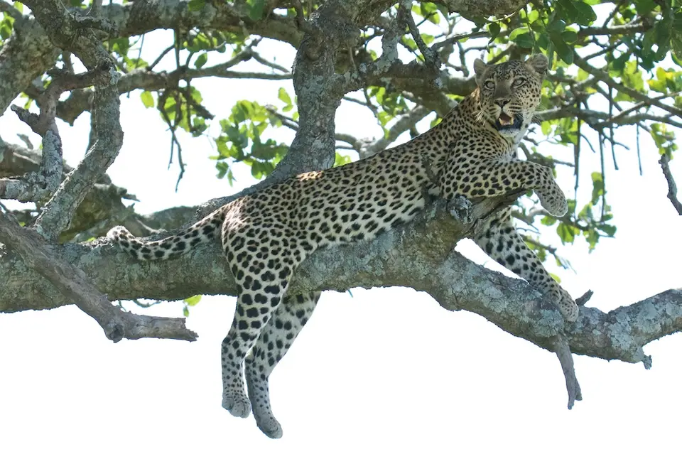 Serengeti_Leo579.jpg