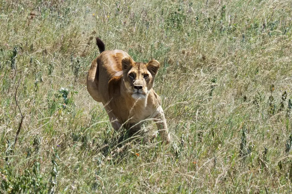 Serengeti_Löwin558.jpg