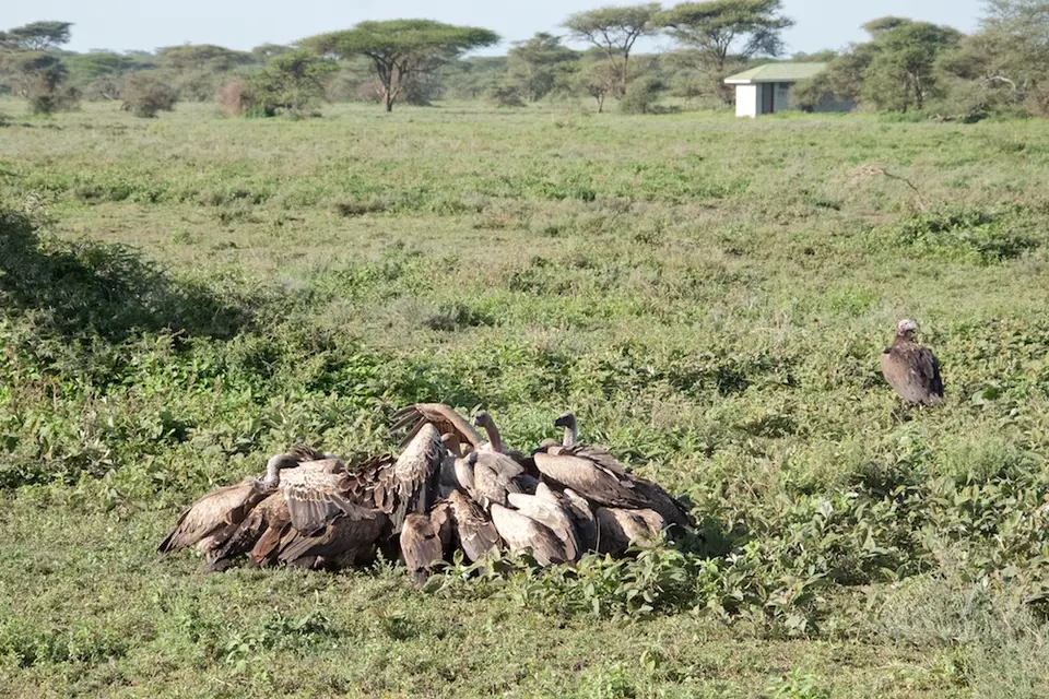 Serengeti_Sued500.jpg