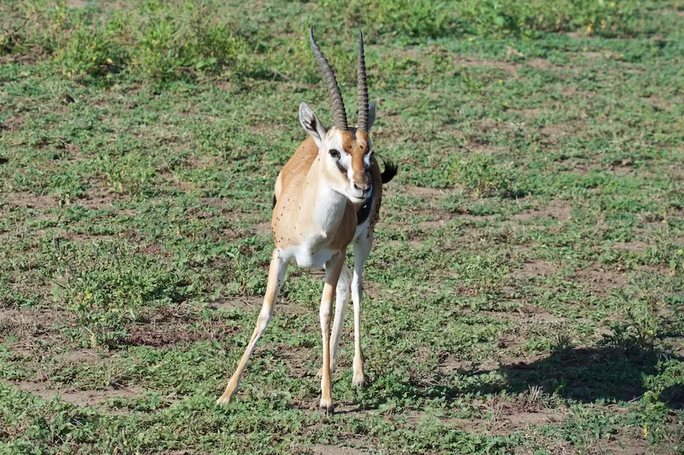 Serengeti_Sued502.jpg