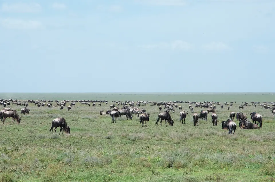Serengeti_Sued508.jpg